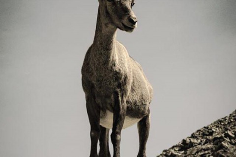 animali-3_o