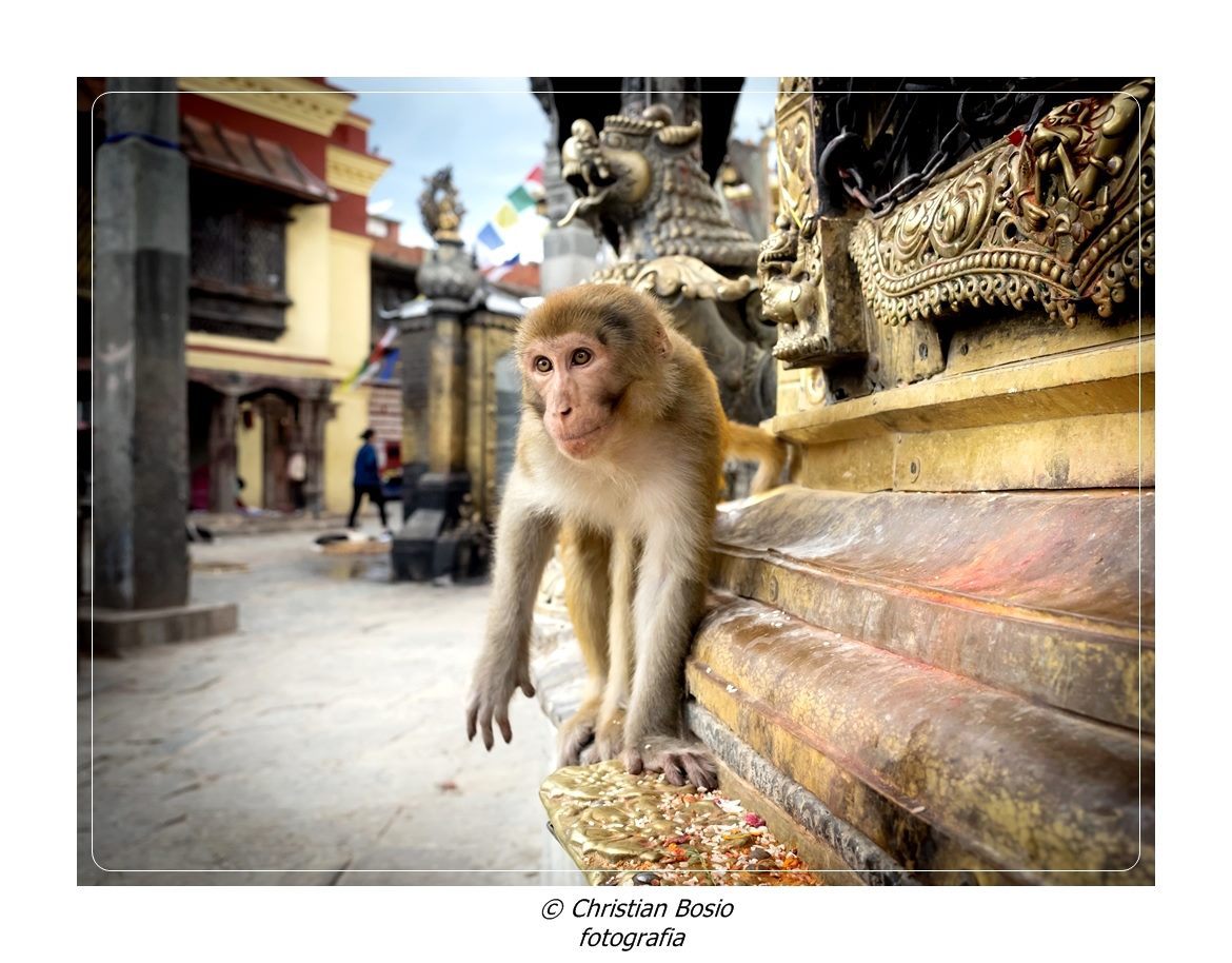 Il-guardiano-del-tempio-Kathmandu